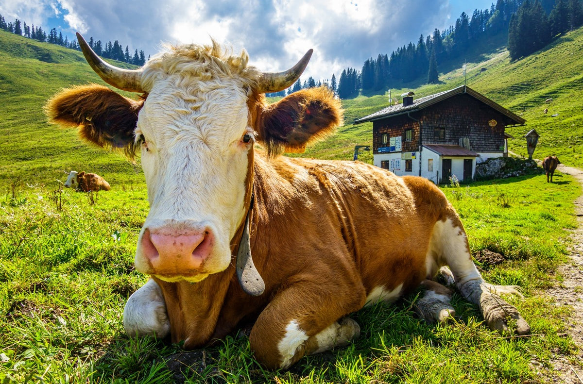 Die Kollektion Alpen Vorhang bringt die gemütliche Atmosphäre der Alpen auch in Ihre vier Wände