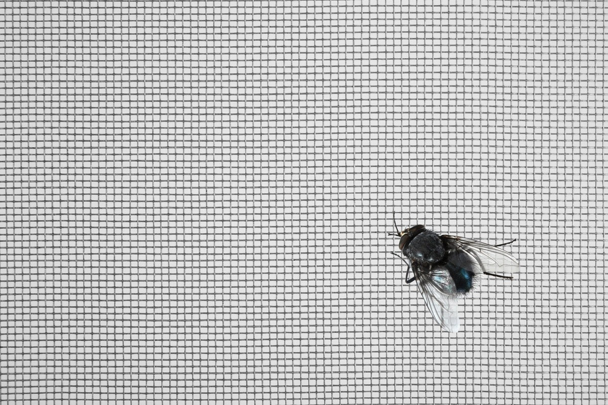 Fliegenvorhang - eleganter Schutz vor lästigen Insekten im Sommer